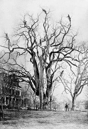 pruning_elm_tree--malden,Mass.c.1896.jpg