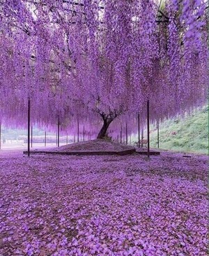 200_yr_wisteria_jpn.jpg