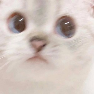 cute_cat.jpg