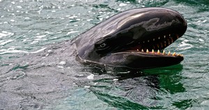 false_killerwhale.jpg
