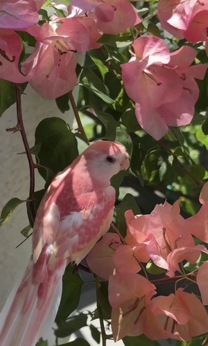 bird.jpg