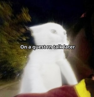kitter.jpg