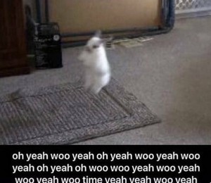 rabit.jpg