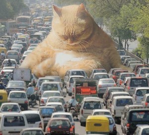 HolyCatJam.jpg