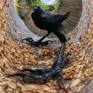 crow.jpg