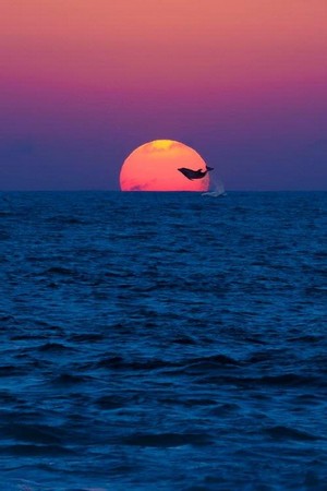 dolphinSunset.jpg