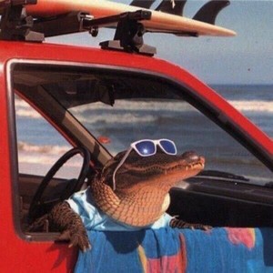 gator.jpg