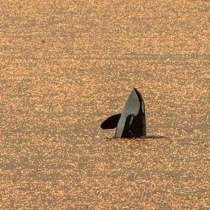 orca.jpg