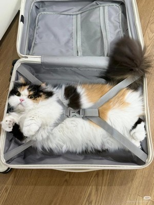 packcat.jpg