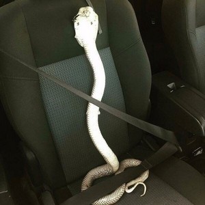 safetycobra.jpg