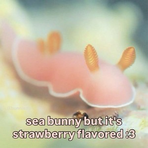seabunny.jpg