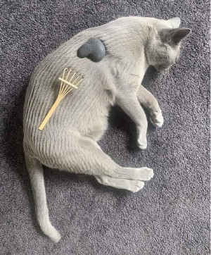 zen-cat.jpg
