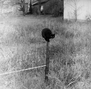 black_cat_on_fence_post-1974.jpg