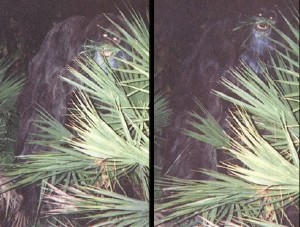 skunk-ape.jpg