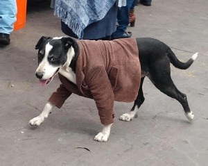 dog-coat.jpg