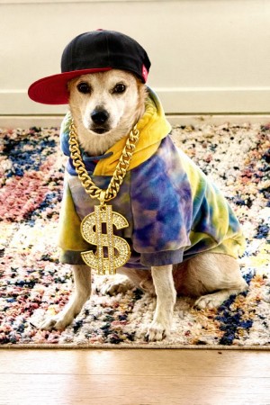 DOGMONEY.jpg