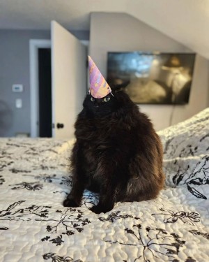 party_cat.jpg