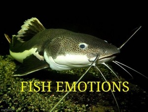 fish_emotion.jpg