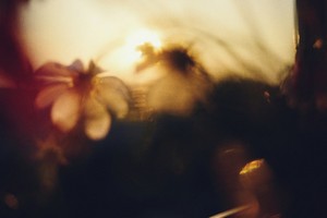 liana_s--blurred_flowers_are_illuminated_by_the_sunlight--unsplash.jpg
