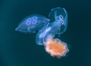 lion's_mane_jellyfish_capturing_three_moon_jellies.jpg