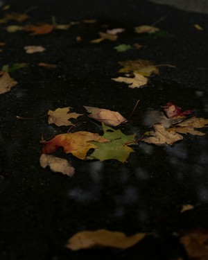 phil_desforges--maple_leaves--unsplash.jpg
