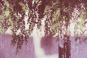 qurratul_ayin_sadia--green_and_brown_tree_near_body_of_water--unsplash.jpg