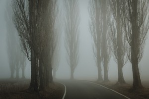 tomas_hudolin--poplars--unsplash.jpg