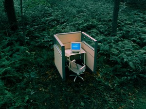 working_from_forest_002.jpg