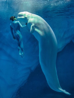 xiao_liang--a_person_swimming_in_the_water_next_to_a_large_white_animal--unsplash.jpg