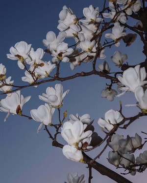 flashblossom.jpg