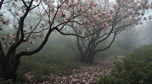 fog.jpg