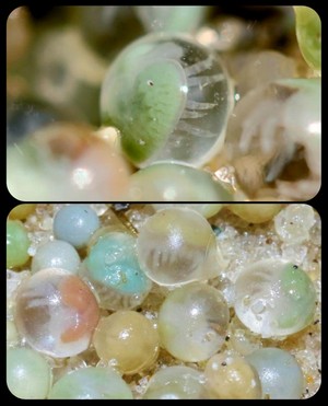 horseshoe-crab-babies.jpg