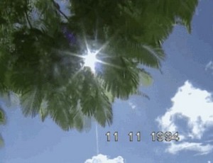 palm.jpg